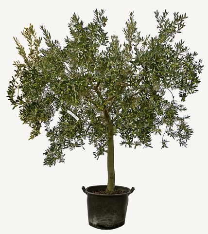 Photo of a big trunk olive tree