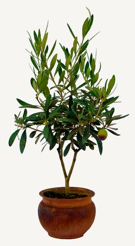 Photo of a bonsai olive tree